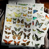 Stickers Pérégrinations Colorées